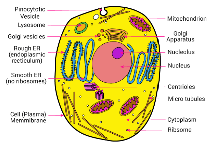 Animal Cell Diagram For Class 9 With Label ~ DIAGRAM