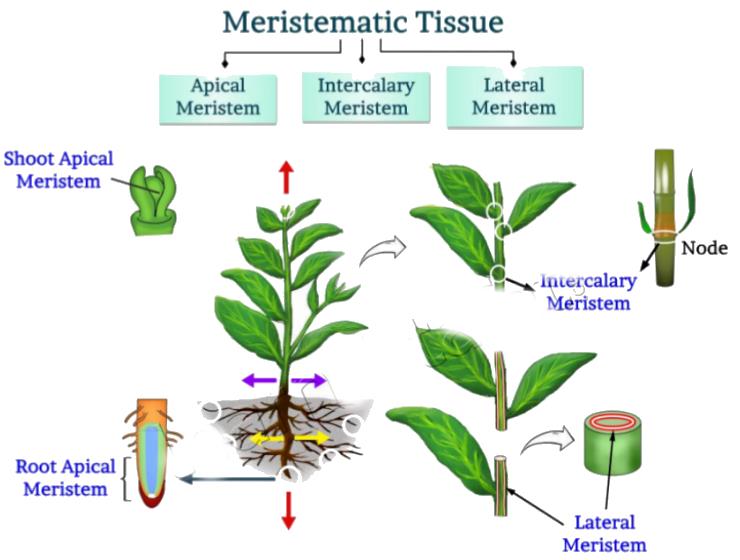 meristematic-tissue-in-plants-class-9-class-9-notes-edurev