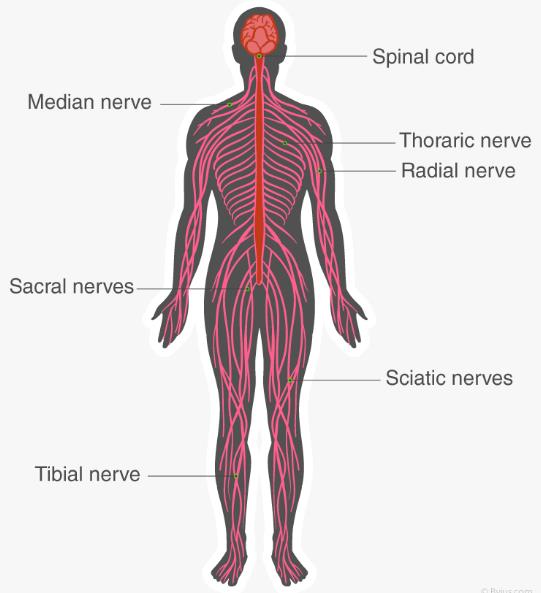 nervous-system-human-nervous-system-class-10-notes-edurev