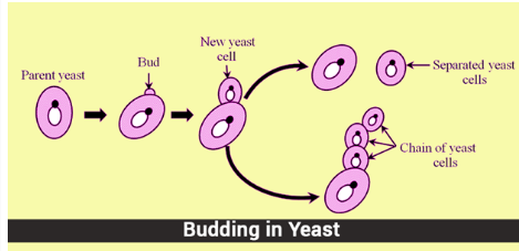 What Is Difference Between Budding In Yeast And Hydra? | EduRev Class ...