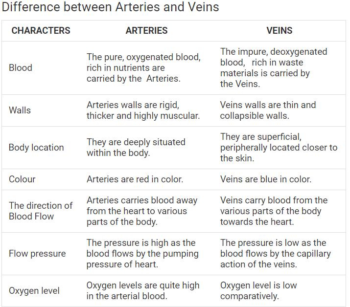 What Are The Differences Between Arteries And Veins EduRev Class 10 