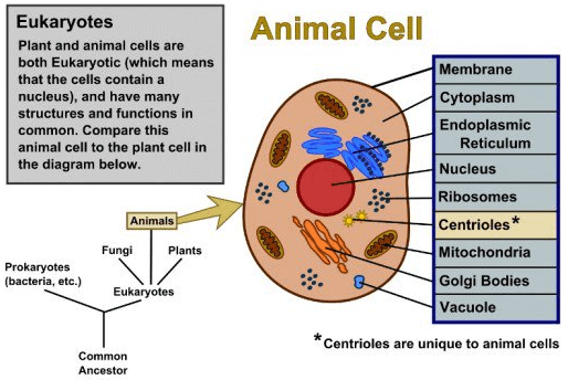 Diagrame Of Plant Cell And Animal Cell Class 9 Notes Edurev