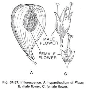 Major Types of Inflorescence - Class 11 Class 11 Notes | EduRev