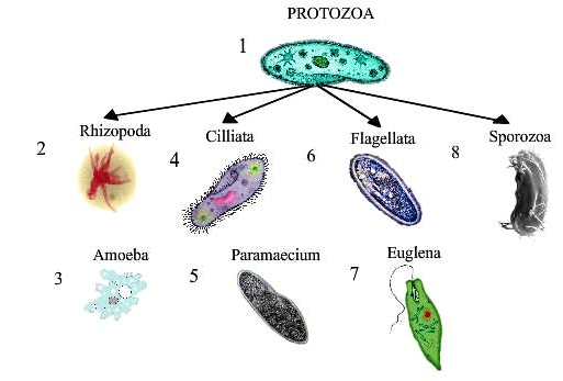 Classification Of Protozoa - Biological Classification, Biology, Class ...