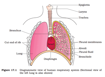 Human respiratory system Class 11 Notes | EduRev