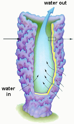 Phylum – Porifera - Class 11 Class 11 Notes | EduRev