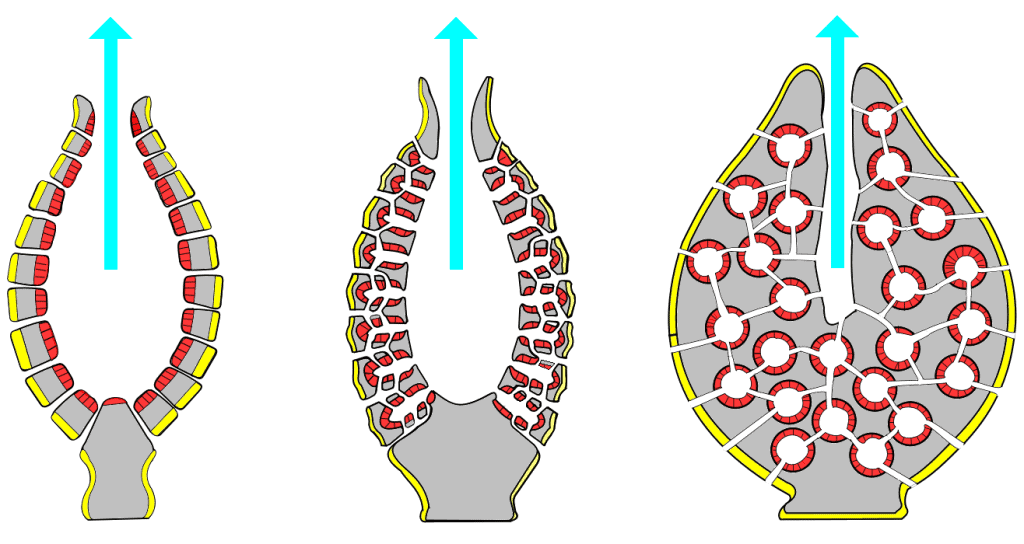 Phylum – Porifera - Class 11 Class 11 Notes | EduRev