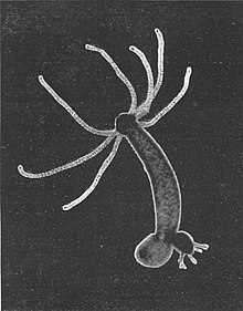 Phylum Coelenterata - Class 11 Class 11 Notes | EduRev