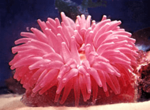 Phylum Coelenterata - Class 11 Class 11 Notes | EduRev