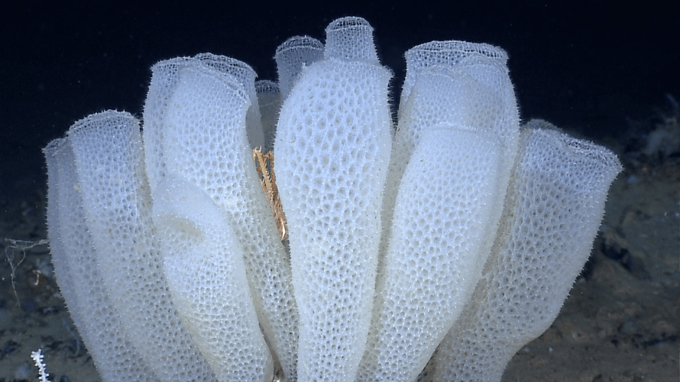 Phylum – Porifera - Class 11 Class 11 Notes | EduRev