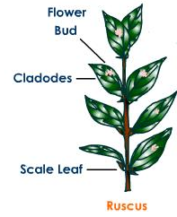 There Is A Stem Modification In Ruscus It Isa Cladodeb Phyllocladec Thornd Cormcorrect Answer Is Option A Can You Explain This Answer Edurev Neet Question