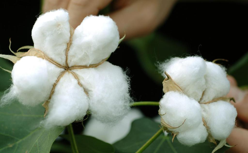 The Fascinating Journey of the wonderful Fibre called Cotton
