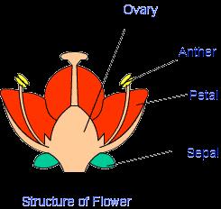 Reproduction In Plants Class 7 Cbse Schools Notes Edurev