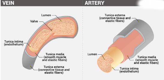 what is blood vesel how to draw a webchart of blood vessel