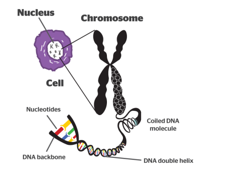Chromosome - Class 8 Class 8 Notes | EduRev