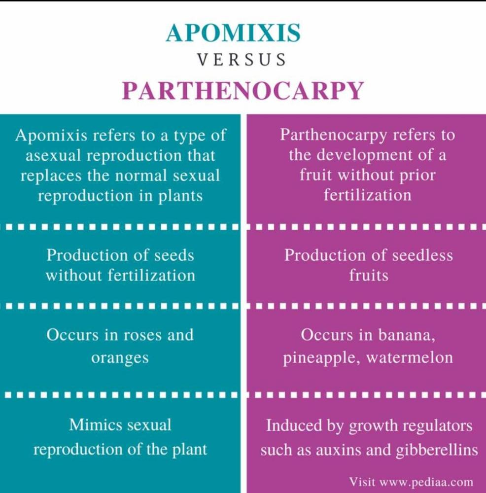 Difference between apomixis and parthenogenesis? | EduRev NEET Question