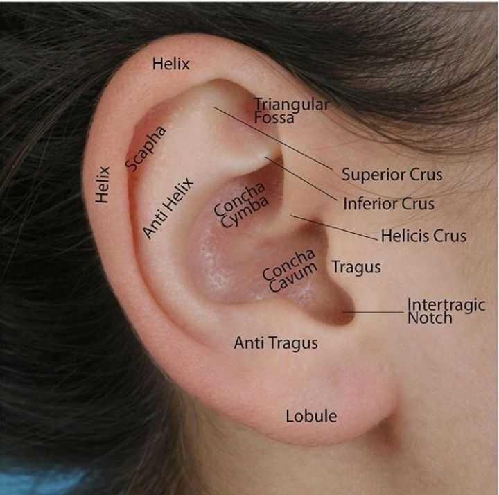 anatomy-of-the-ear-edurev-neet-question