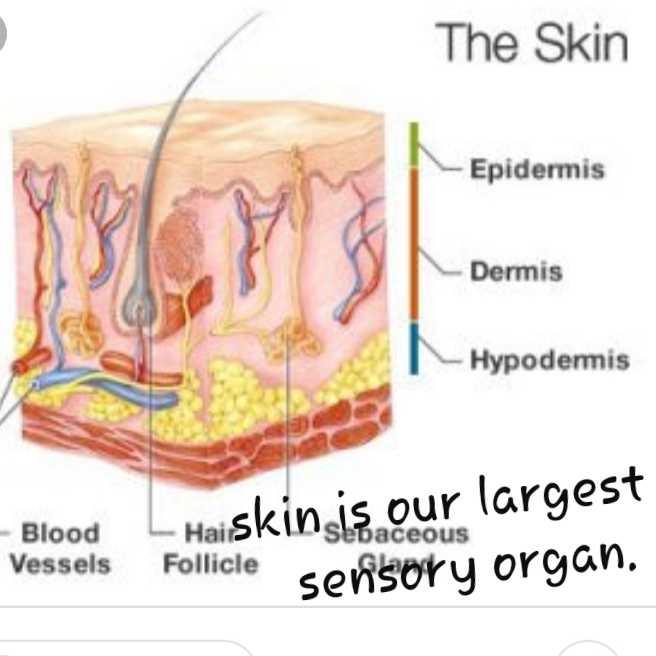 What is the largest gland of body? | EduRev NEET Question