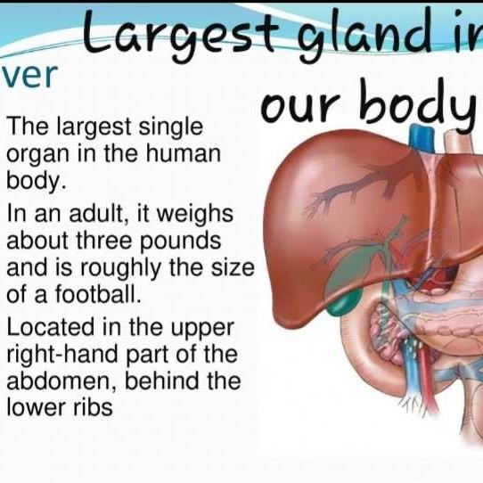 largest-gland-in-our-body-edurev-class-10-question