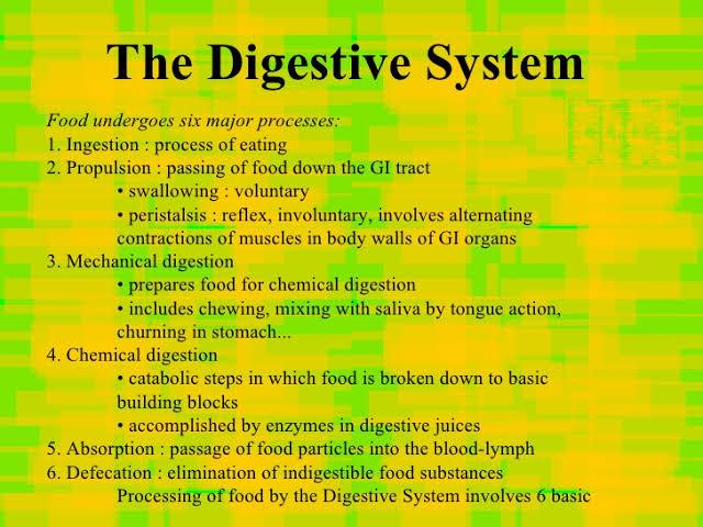 explain the process of digestion in humans Related: Human Digestive
