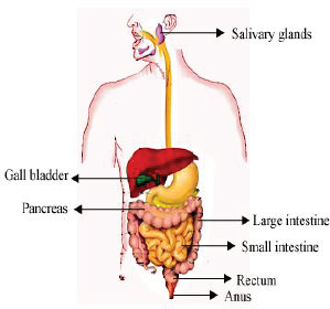 CLASS 10 BIO LiFE ProCESSes Class 10 Notes | EduRev