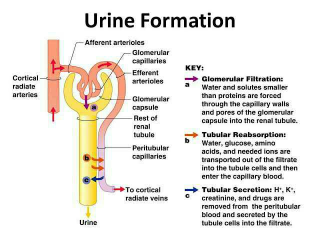 In The Kidney, The Formation Of Urine Involve The Following Process ...