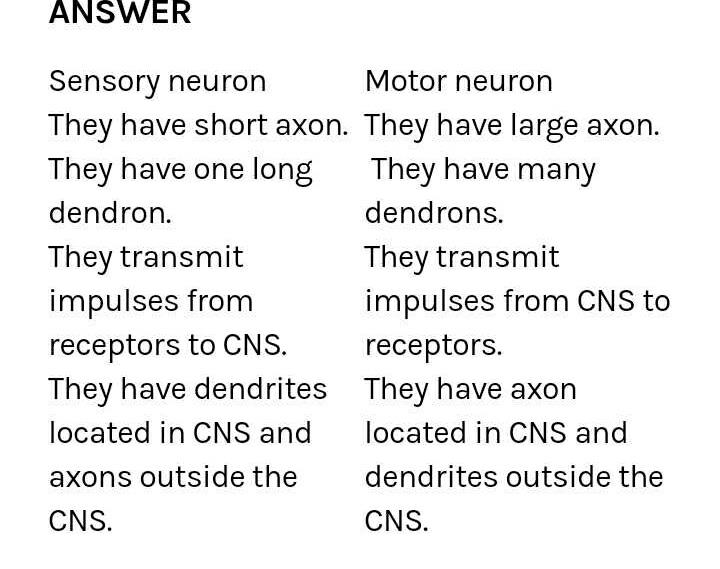 What is the difference between sensory neuron and motor neuron (5