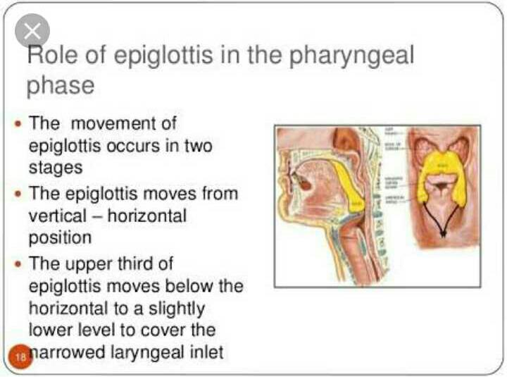 Main function of epiglottis? EduRev Class 10 Question