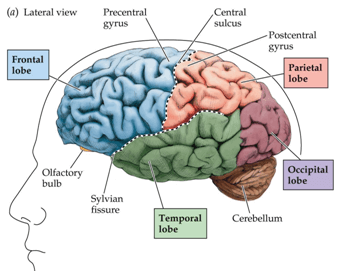 Nervous system - Notes, Biology, IAS UPSC Notes | EduRev