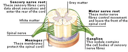 Nervous system - Notes, Biology, IAS UPSC Notes | EduRev