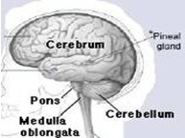 Nervous system - Notes, Biology, IAS UPSC Notes | EduRev