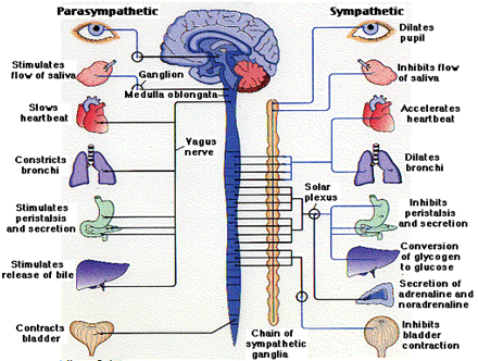 Nervous system - Notes, Biology, IAS UPSC Notes | EduRev