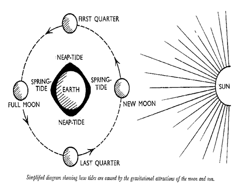 Waves & Tides - Physical Geography, UPSC, IAS. UPSC Notes | EduRev