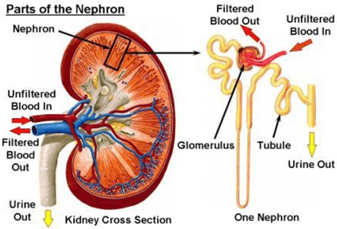 Excretory System - Notes, Biology Notes | EduRev