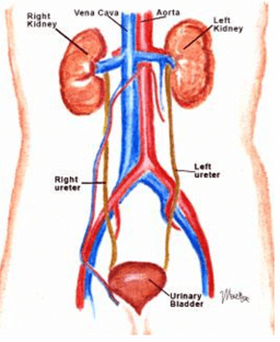 Excretory System - Notes, Biology Notes | EduRev