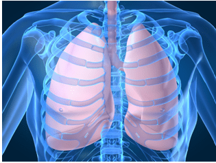 Respiratory System - Notes, Biology, IAS UPSC Notes | EduRev