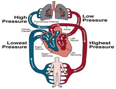 Circulatory System - Notes, Biology, IAS UPSC Notes | EduRev