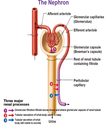 Excretory System - Notes, Biology Notes | EduRev