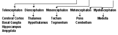 Nervous system - Notes, Biology, IAS UPSC Notes | EduRev