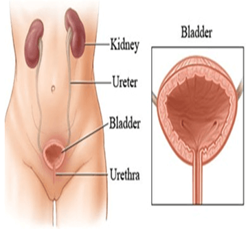 Excretory System - Notes, Biology Notes | EduRev