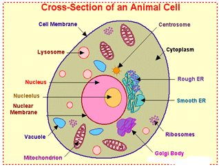 Cell Organelles - Notes; Biology; IAS UPSC Notes | EduRev