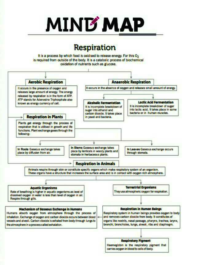 Explainprocess of respiration using flowchart? EduRev Class 10 Question