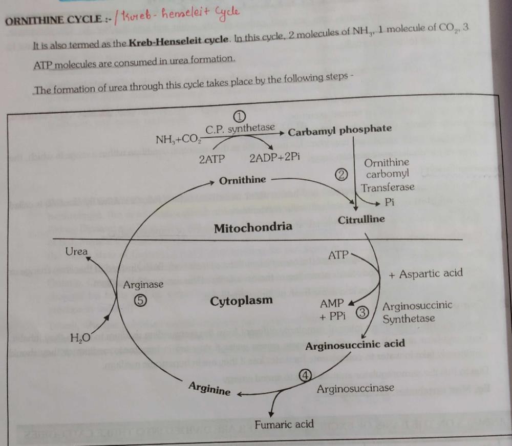 Which one is the component of ornithine cycle?a)Ornithine, citmlline ...