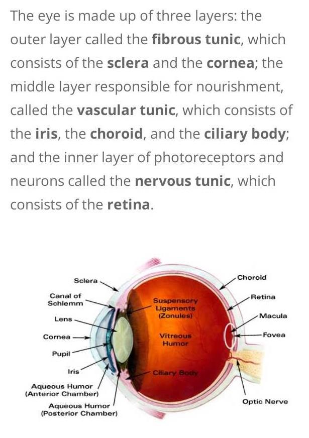 The Wall Of Eyeball Is Formed Of Three Layers Or Coats ...