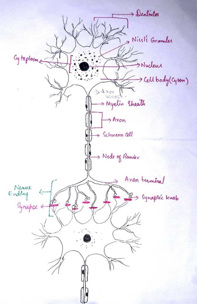 Structure of neuron .? | EduRev Class 10 Question