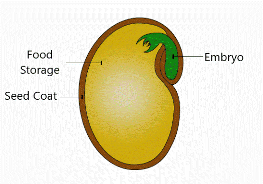 Seed NEET Notes | EduRev