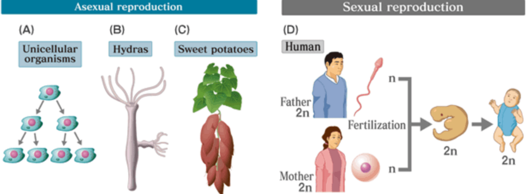 Characteristics of Living Organisms NEET Notes | EduRev