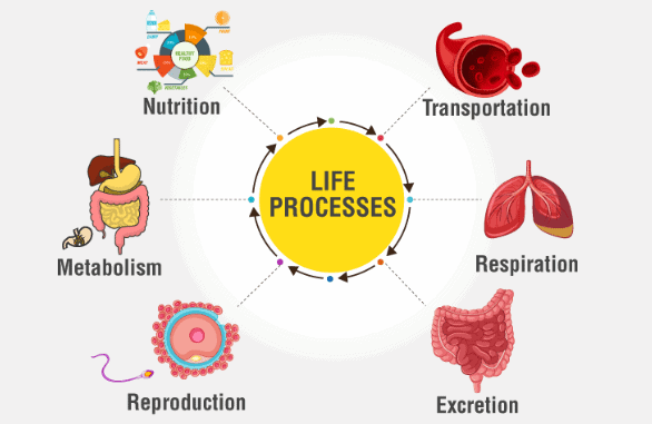 Overview of Life Processes (part -1) Class 10 Notes | EduRev