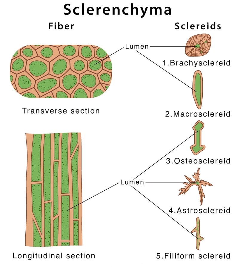 Chapter 6 - Tissue Class 9 Notes | EduRev