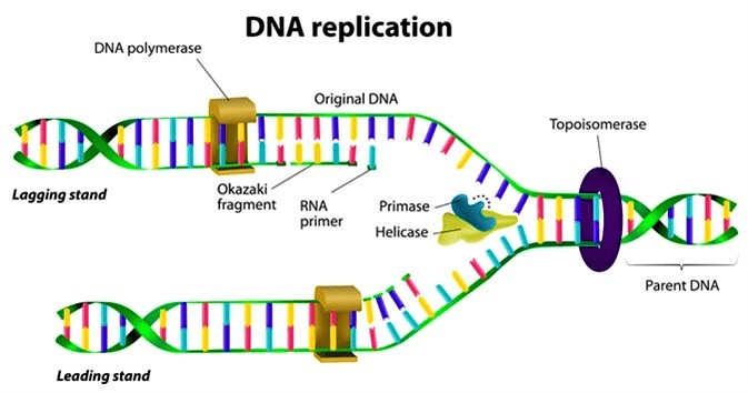 NCERT Solutions - How do organisms Reproduce Class 10 Notes | EduRev